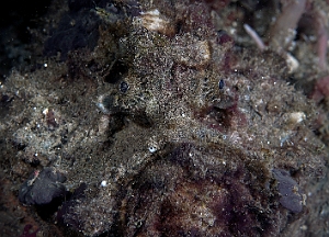 Banda Sea 2018 - DSC05601_rc - Estuarine stonefish - Poisson Pierre - Synanceia Horrida